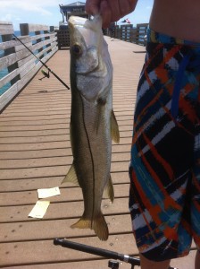 Snook Fishing at Gordon's Pass - SW Florida Treasure